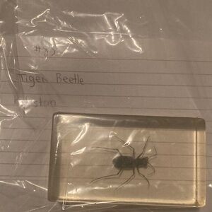 Tiger Beetle - Pakistan